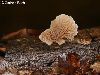 Crepidotus_variabilis_BoevinghauserBachtal141012_CB51.jpg