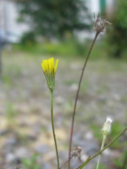 Crepis_tectorum_DOPhoenixsee210712_ja01.jpg