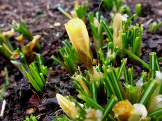 Crocus_chrysanthus_BOWeitmarFranziskusfriedhof_060316_ho01.jpg