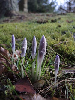 Crocus_tommasinianus_Aachen_Lintert_Kryptogamen_220215_ja01.jpg