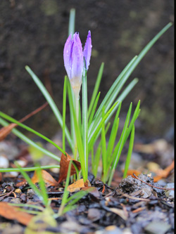 Crocus_tommasinianus_BOWeitmarFranziskusfriedhof_060316_CB01.jpg