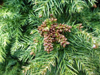 Cryptomeria_japonica_BOWeitmarFranziskusfriedhof_060316_ho10.jpg