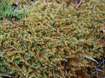 Ctenidium_molluscum_18042015_ANapp-Zinn01.jpg
