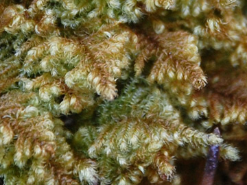 Ctenidium_molluscum_18042015_ANapp-Zinn02_2.jpg