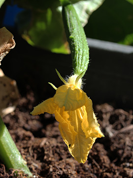 Cucumis_sativus_190418_CB02.jpg