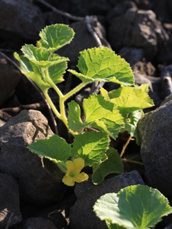 Cucurbita_pepo_Rhein_CB02.jpg