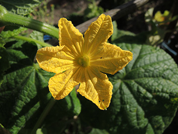 Curcumis_sativus_030916_TK05.jpg