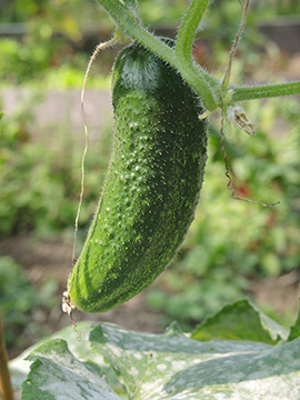 Curcumis_sativus_120818_TK01.jpg