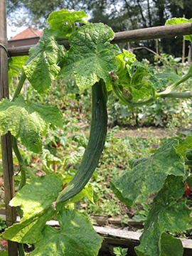 Curcumis_sativus_120818_TK04.jpg