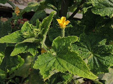 Curcumis_sativus_120818_TK08.jpg