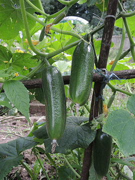 Curcumis_sativus_260717_TK03.jpg