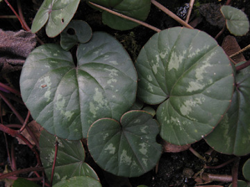 Cyclamen_coum-Hybride_BORoncalli200310_ja02.jpg