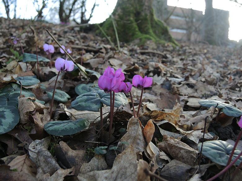 Cyclamen_coum_BO-Steinkuhl_Laerheidestr_080220_ja04.jpg