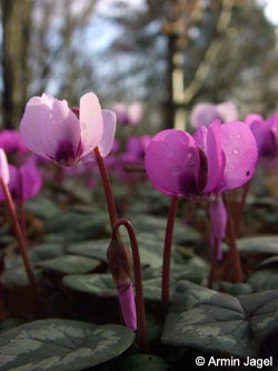 Cyclamen_coum_BO120207_ja01.jpg