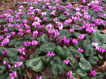 Cyclamen_coum_BO120207_ja03.jpg