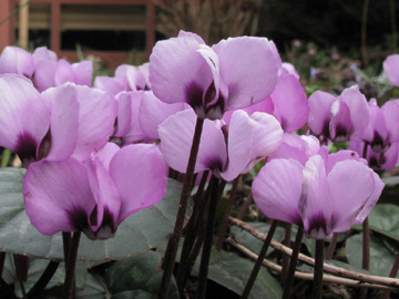 Cyclamen_coum_BORoncalli120311_ho02.jpg