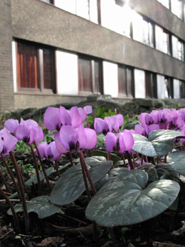 Cyclamen_coum_BORoncalli150211_ja03.jpg