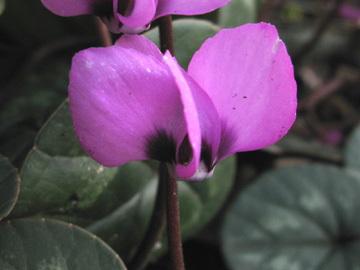 Cyclamen_coum_BORoncalli200310_ja01.jpg