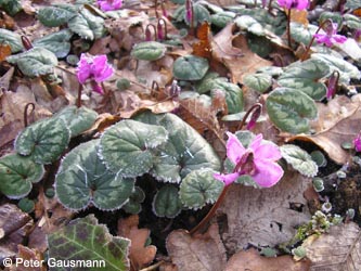 Cyclamen_coum_caucasicum_BGBO150209_PG01.jpg