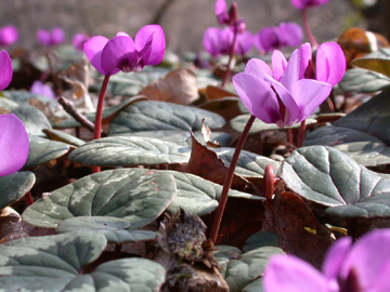 Cyclamen_coum_caucasicum_ho01.jpg