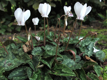 Cyclamen_hederifolium_Album_240911_ML01.jpg