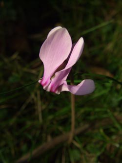 Cyclamen_hederifolium_BOHausderFreunde_180907_ja03.jpg