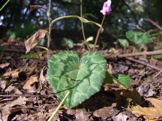 Cyclamen_hederifolium_BOHausderFreunde_180907_ja04.jpg