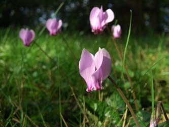 Cyclamen_hederifolium_BOHausderFreunde_180907_ja05.jpg