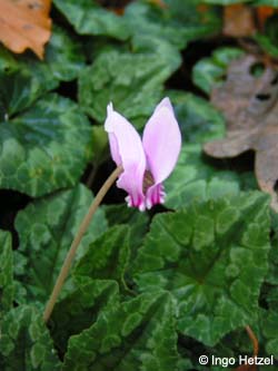 Cyclamen_hederifolium_BOMarkstr291008_IH01.jpg