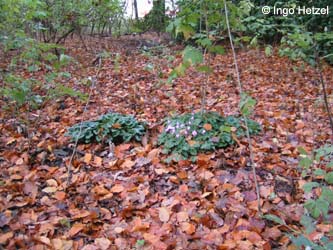 Cyclamen_hederifolium_BOMarkstr291008_IH03.jpg