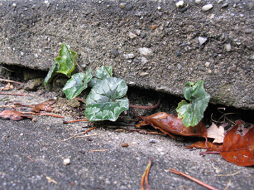 Cyclamen_hederifolium_BOQuerenburg_201010_ja01.jpg