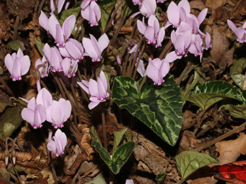 Cyclamen_hederifolium_BOQuerenburg_Unistrasse_160918_TS01.jpg