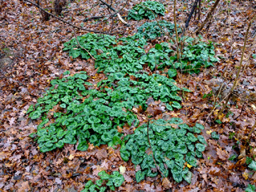 Cyclamen_hederifolium_BORoncalli_201217_ja01.jpg