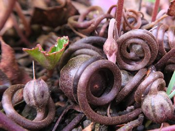 Cyclamen_hederifolium_Frucht_Hagen_031117_ML01.jpg