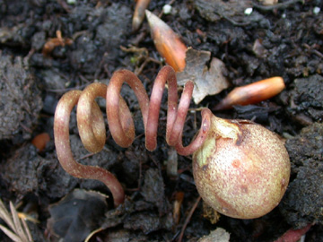 Cyclamen_hederifolium_Frucht_ho01.jpg