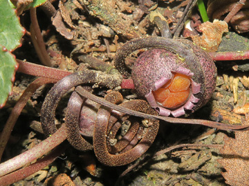 Cyclamen_hederifolium_Fruechte_161207_ML01.jpg