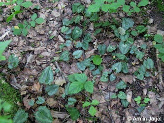 Cyclamen_hederifolium_Grube7_080613_ja01.jpg