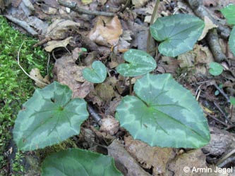 Cyclamen_hederifolium_Grube7_080613_ja02.jpg