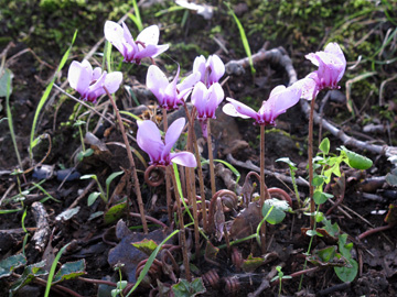 Cyclamen_hederifolium_Hagen_161015_ML01.jpg