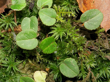 Cyclamen_hederifolium_Hagen_Keimlinge_031117_ML01.jpg