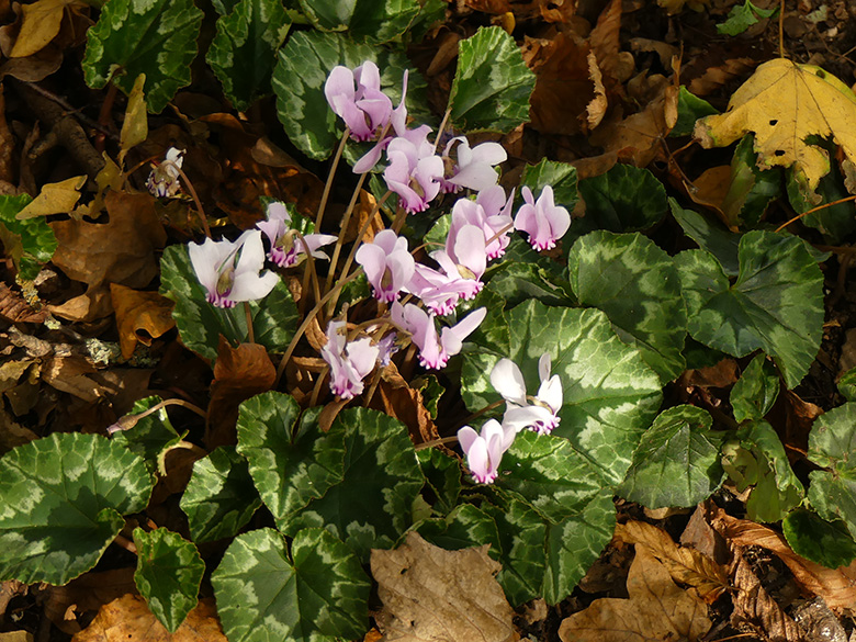 Cyclamen_hederifolium_Holzwickede_241019_WHessell02.jpg