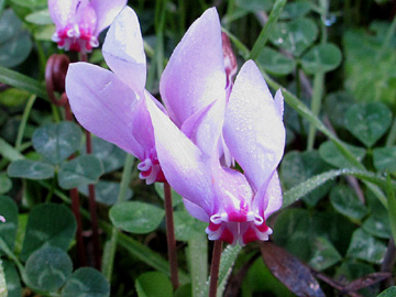 Cyclamen_hederifolium_Sizilien_ML01.jpg