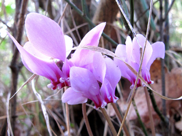 Cyclamen_hederifolium_Sizilien_ML02.jpg