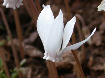 Cyclamen_hederifolium_album_ho02.jpg