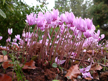 Cyclamen_hederifolium_ho02.jpg