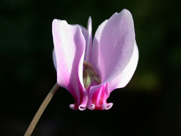 Cyclamen_hederifolium_ja07.jpg