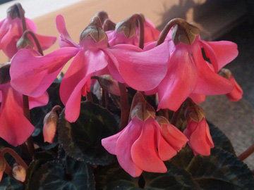 Cyclamen_persicum_110117_ja06.jpg