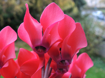 Cyclamen_persicum_151117_ja01.jpg