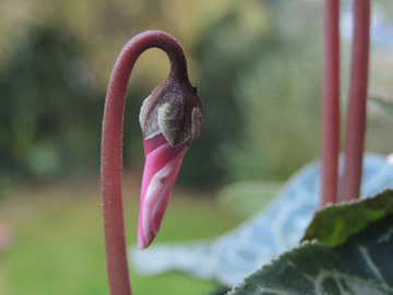 Cyclamen_persicum_151117_ja02.jpg