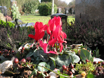 Cyclamen_persicum_AachenWestfriedhof170213_ja51.jpg